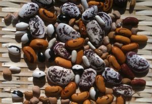 heirloom bean seeds