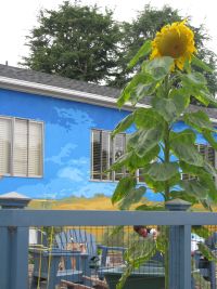 Sunflower at the Community Garden at Holy Nativity