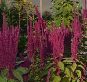 amaranth