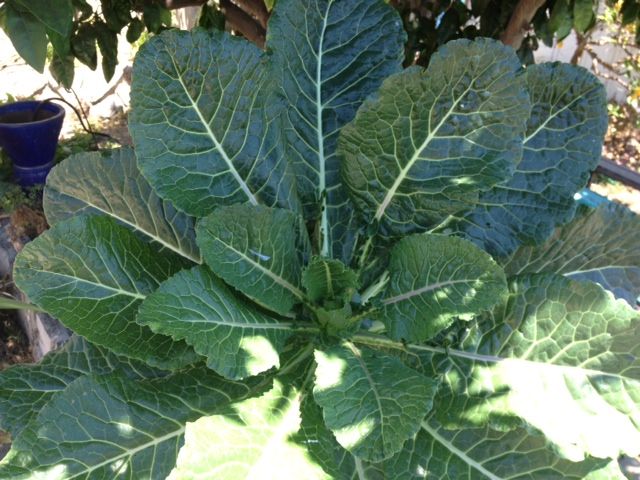 Green Glaze Collards