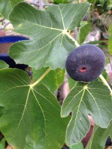Black Jack dwarf fig
