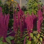 amaranth