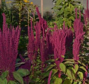 amaranth