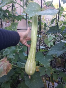 Tromboncino squash grown with homemade flowerpot olla