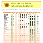 What vegetables to plant when in Southern California
