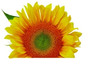Sunflower 300