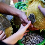 Urban Seed Saving - Oct 8