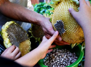 sunflowerseedharvest