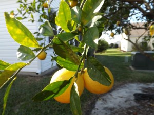 lemontree