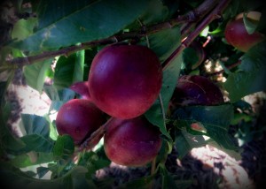 plums