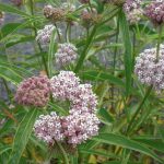 Which milkweed should I plant in Southern California?