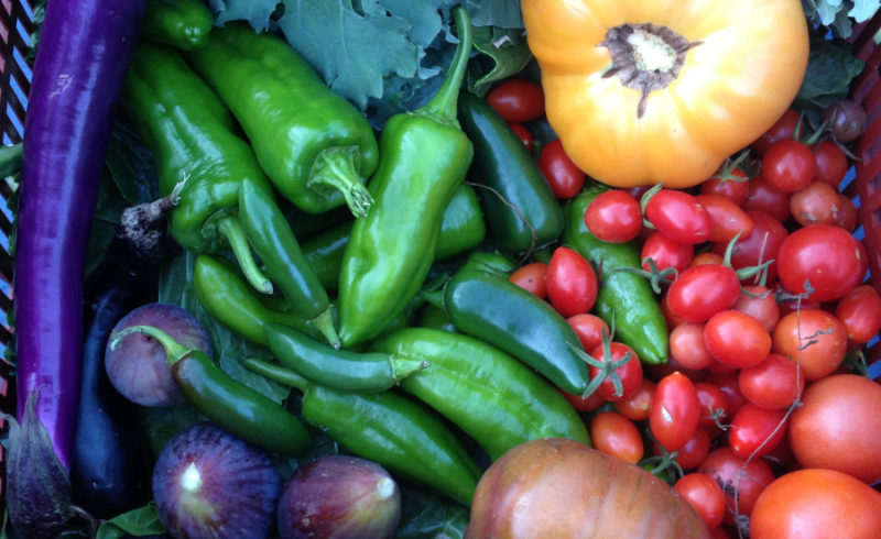 Vegetable Gardening