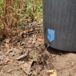 My drip bucket technique - low tech drip irrigation