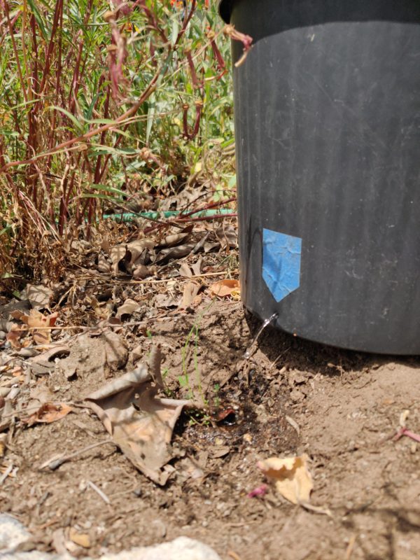 My drip bucket technique low tech drip irrigation