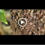 Virtual field trip: Greening the Desert